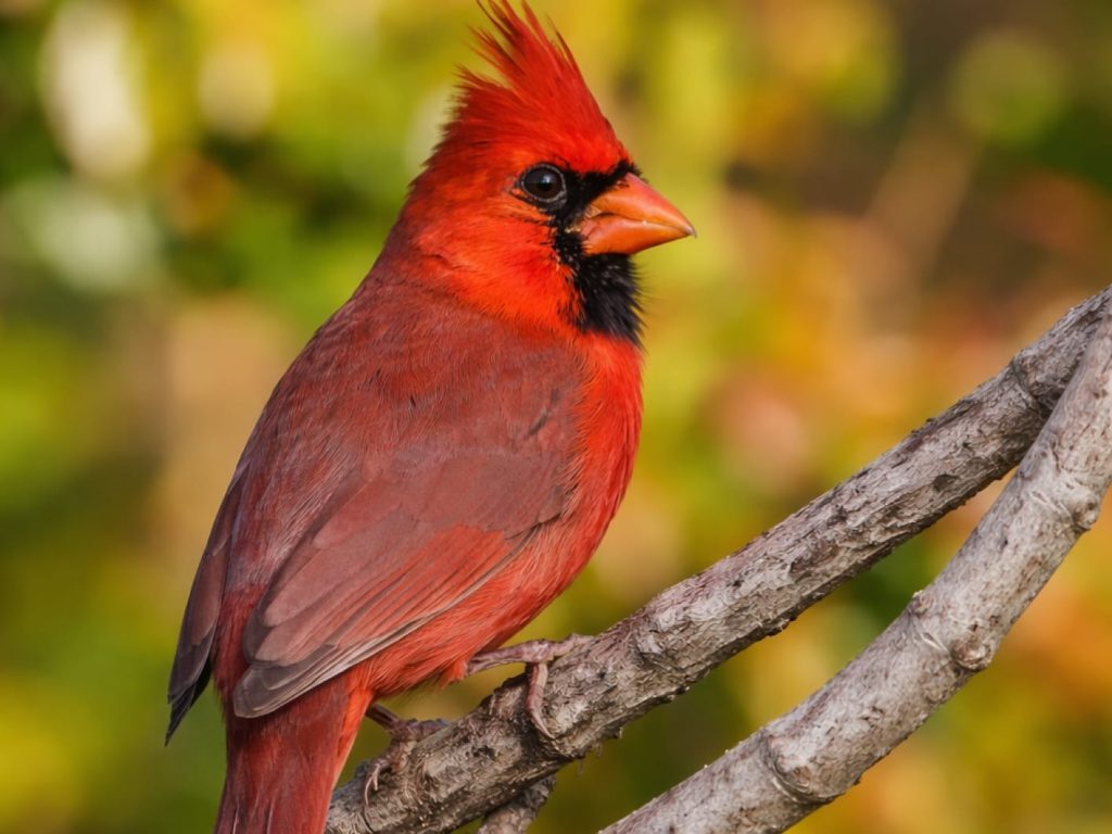 cardinal perched on a branch