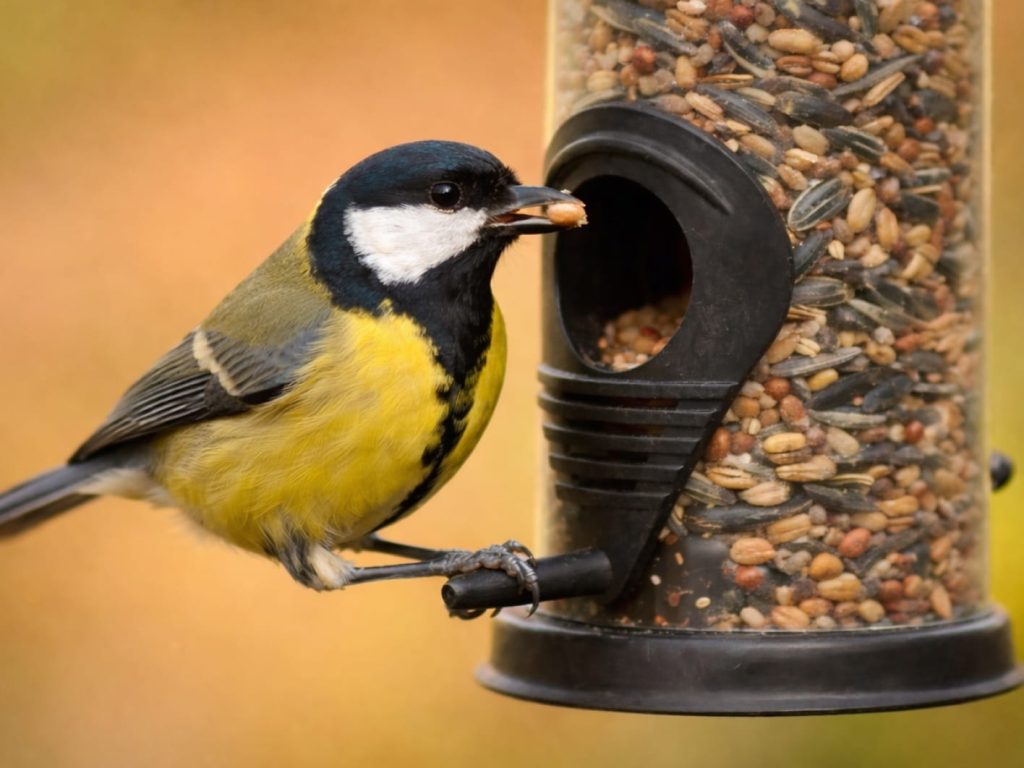 small bird perched on a bird feeder
