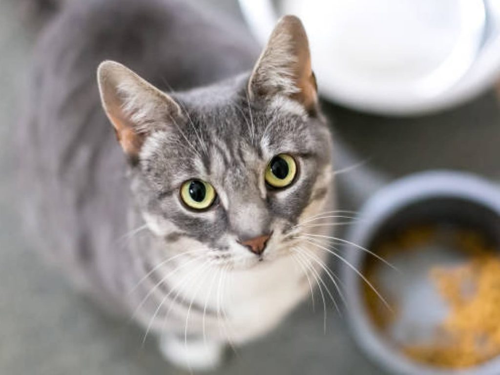 Gray cat sitting beside bowl containing Paws & Claws