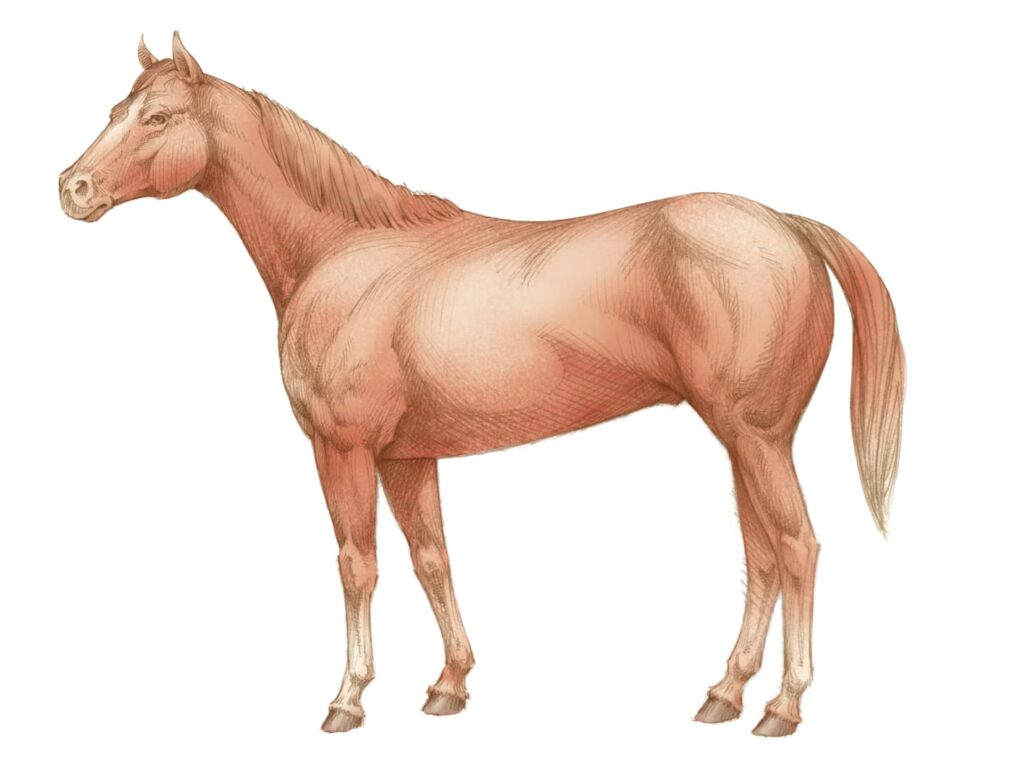 color illustration of a horse