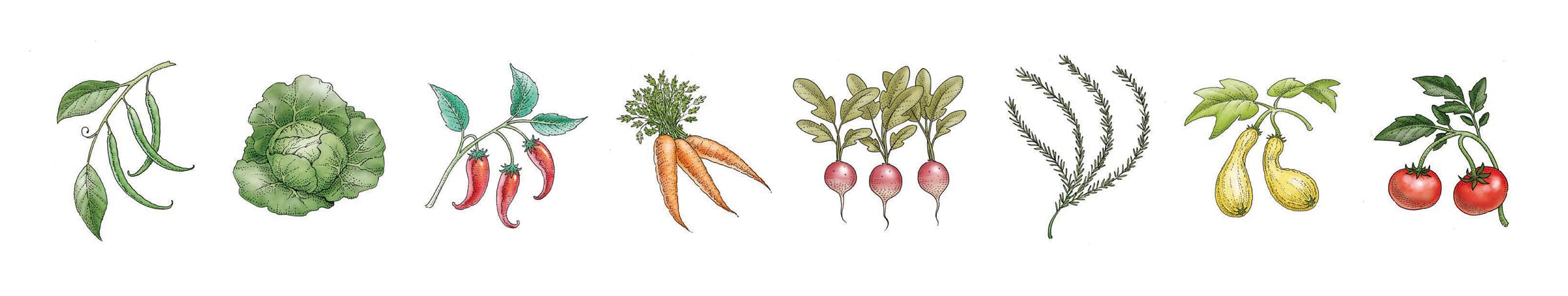 color illustration of a row of assorted vegetables